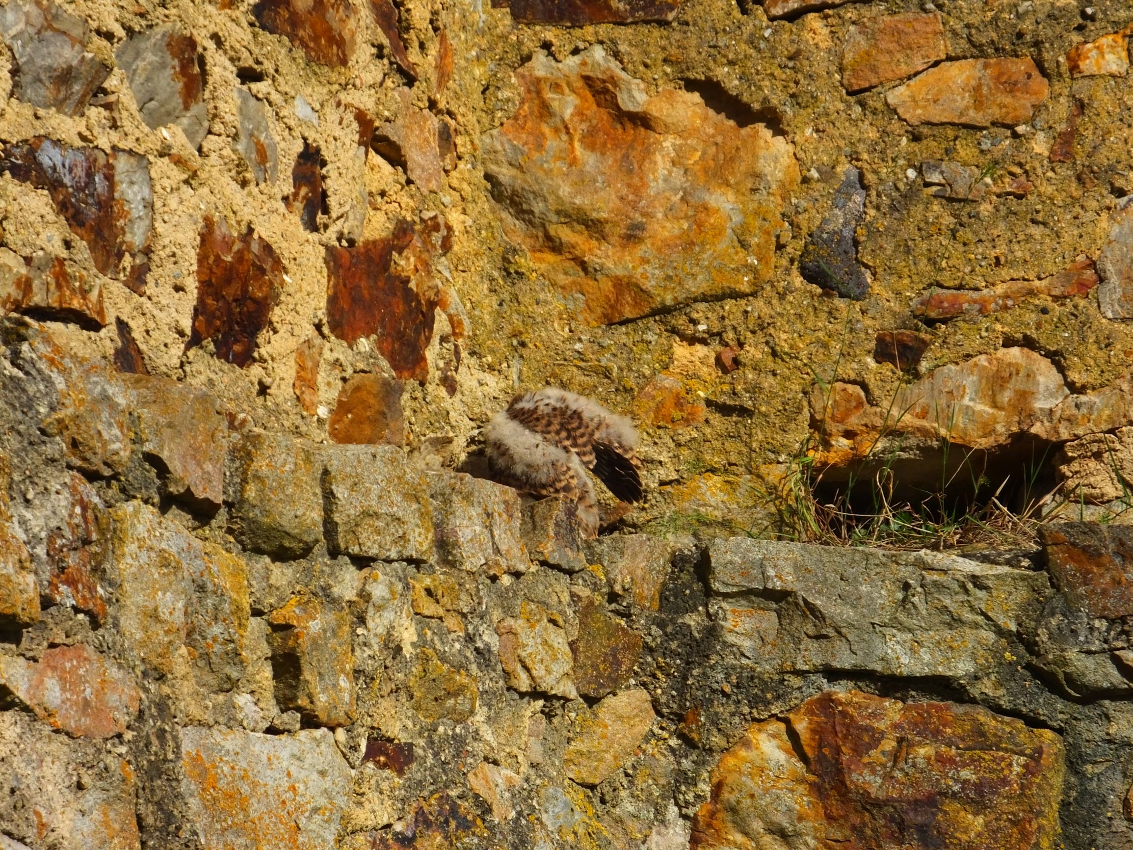 DSCF6788.JPG
