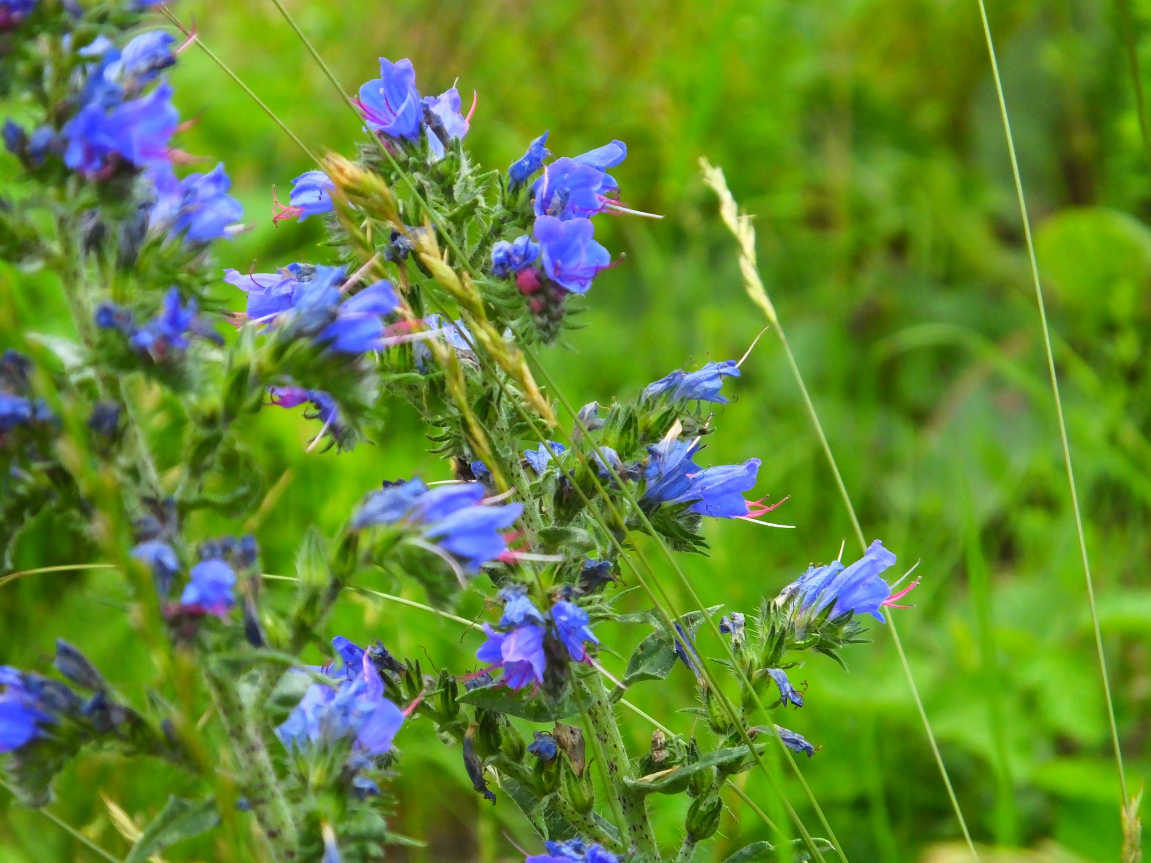 DSCF6776.JPG