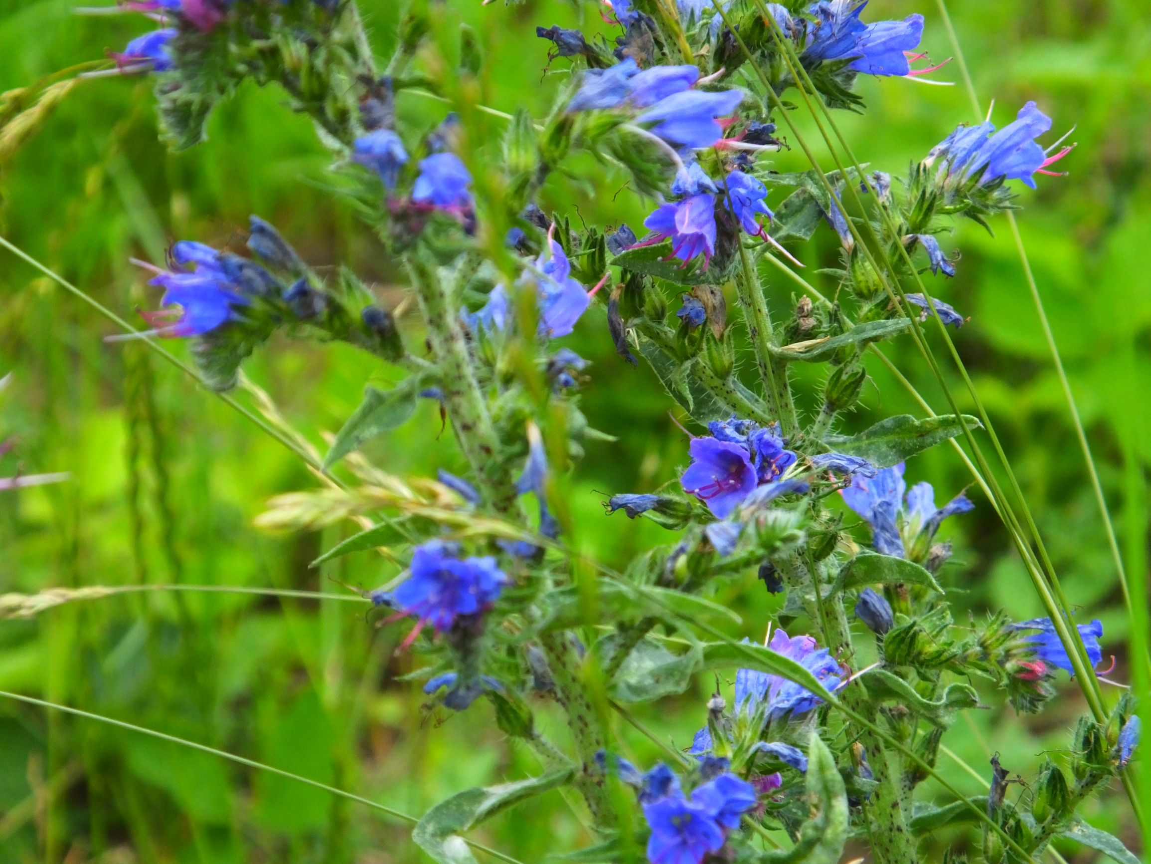 DSCF6775.JPG