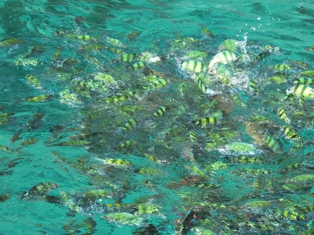 DSCF2382.JPG