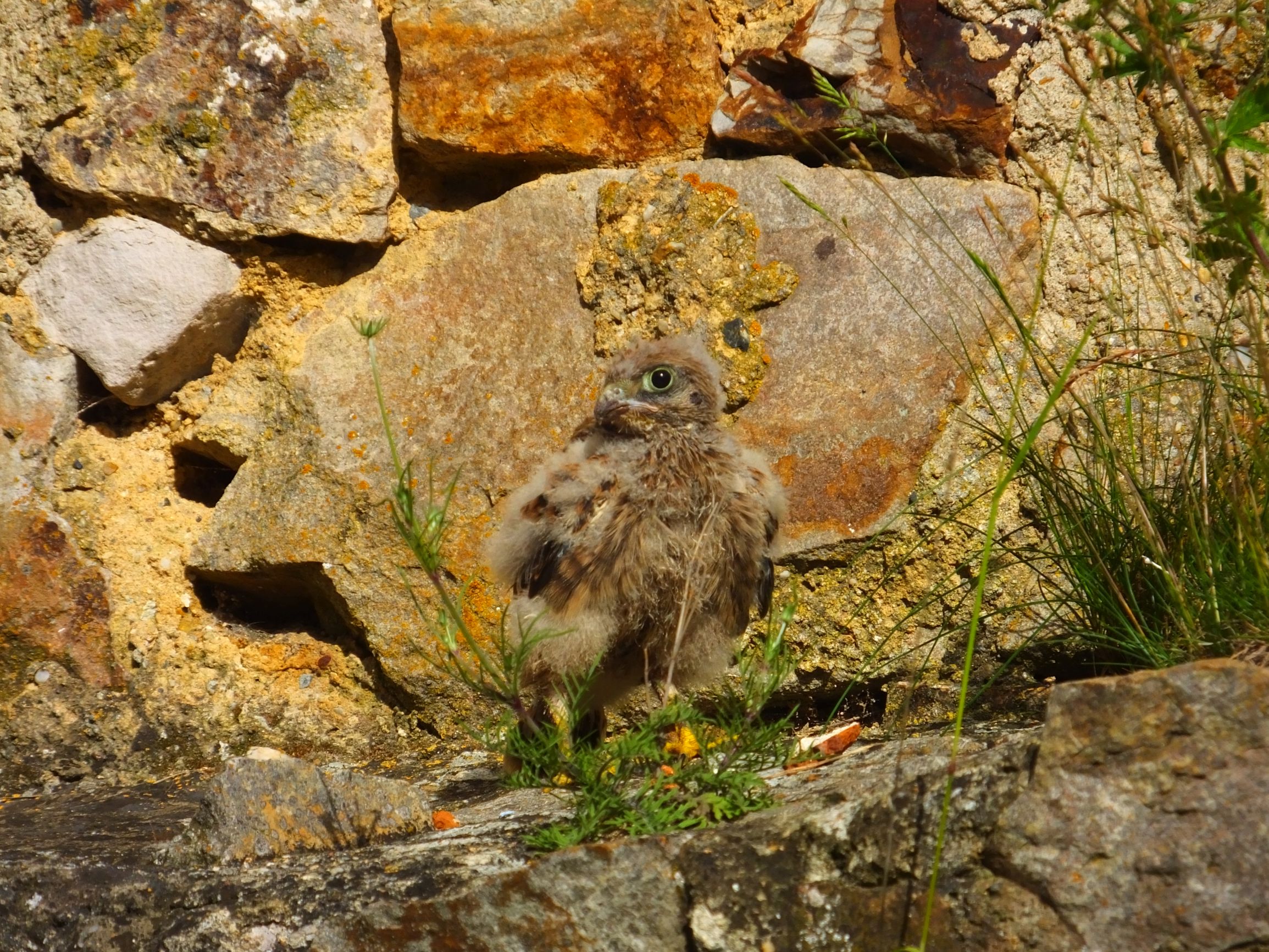DSCF6793.JPG