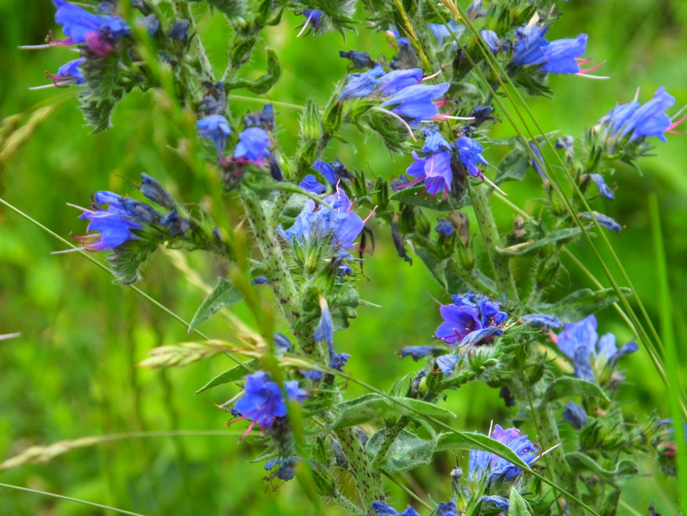 DSCF6774.JPG