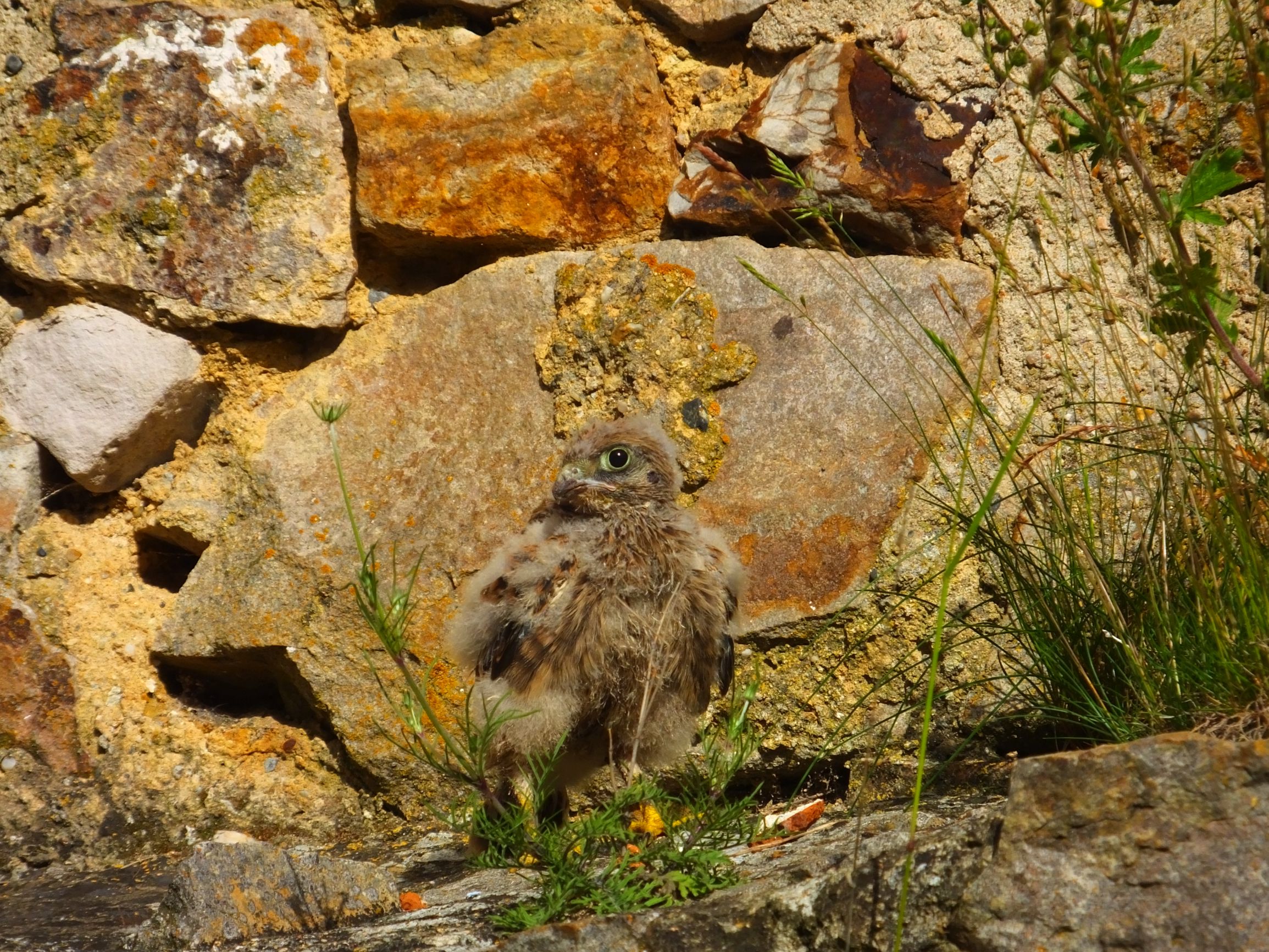 DSCF6794.JPG