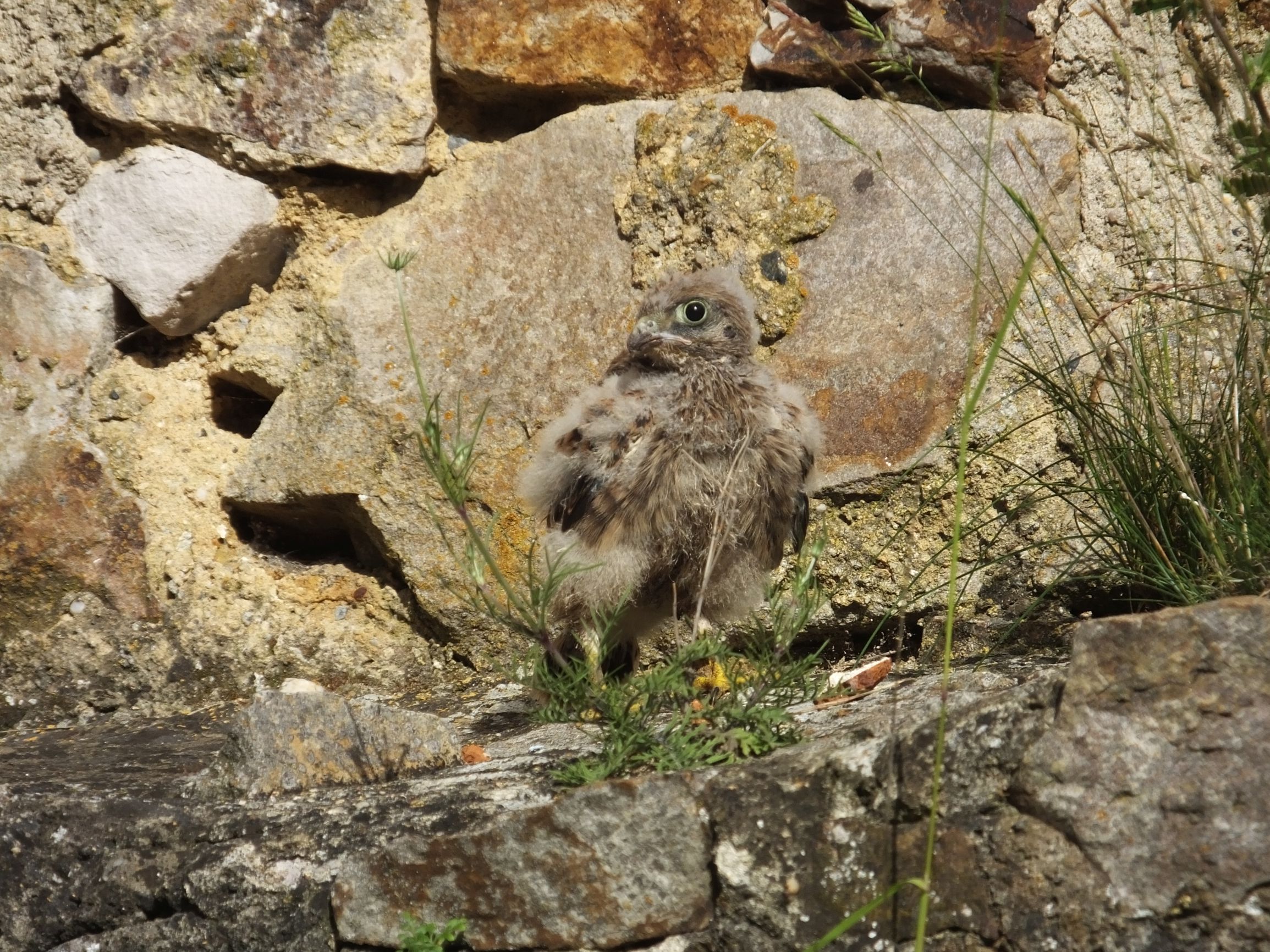 DSCF6792.JPG